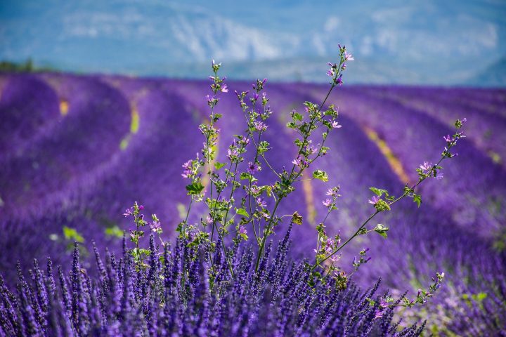 Lavender Farm – Complete Guide to visit them around the world